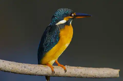 BORG71FLで撮影した野鳥・カワセミの写真画像