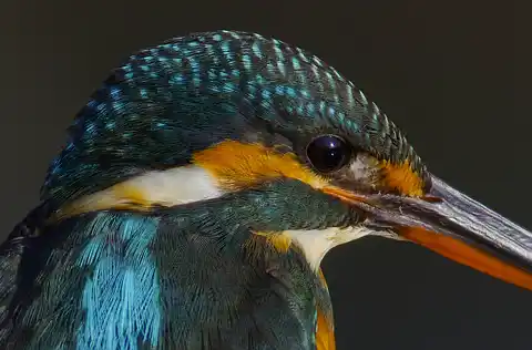 BORG71FLで撮影した野鳥・カワセミの写真画像