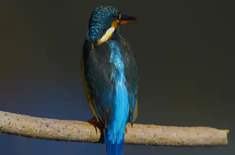 BORG71FLで撮影した野鳥・カワセミの写真画像