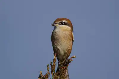BORG71FLで撮影した野鳥・モズの写真画像