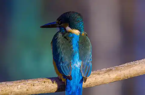 BORG71FLで撮影した野鳥・カワセミの写真画像