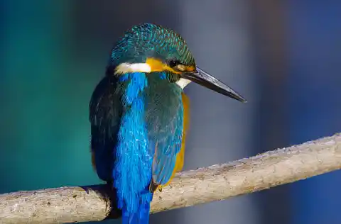 BORG71FLで撮影した野鳥・カワセミの写真画像