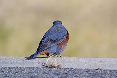 BORG71FLで撮影した野鳥・イソヒヨドリの写真画像