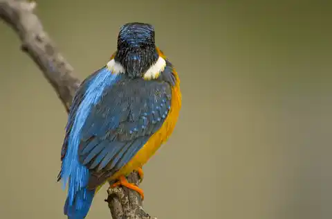 BORG71FLで撮影した野鳥・カワセミの写真画像