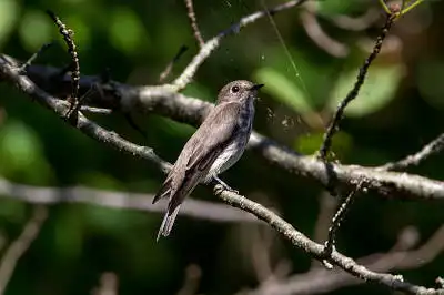 BORG71FLで撮影した野鳥・エゾビタキの写真画像