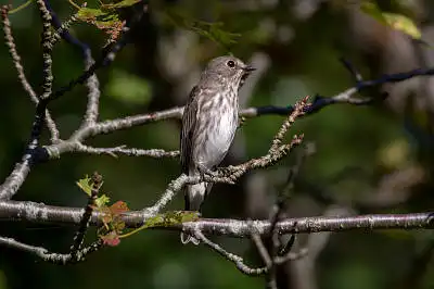 BORG71FLで撮影した野鳥・エゾビタキの写真画像