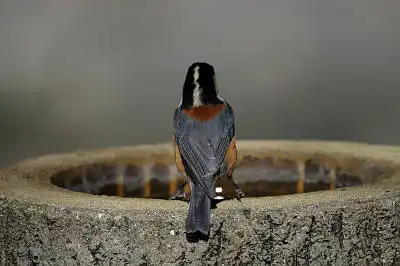 BORG71FLで撮影した野鳥・ヤマガラの写真画像