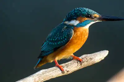 BORG71FLで撮影した野鳥・カワセミの写真画像