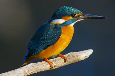 BORG71FLで撮影した野鳥・カワセミの写真画像