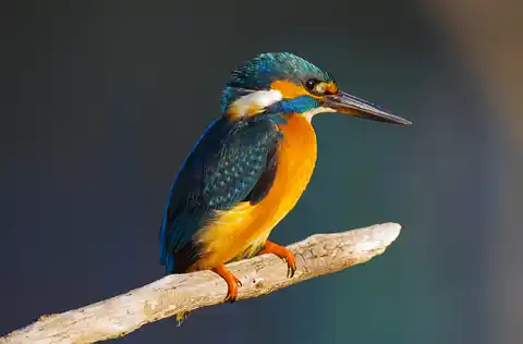 BORG71FLで撮影した野鳥・カワセミの写真画像