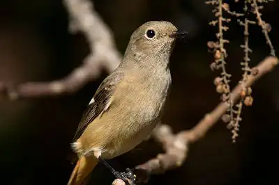 BORG71FLで撮影した野鳥・ジョウビタキの写真画像