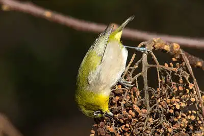 BORG71FLで撮影した野鳥・メジロの写真画像