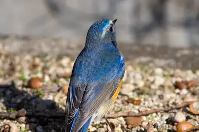 BORG71FLで撮影した野鳥・ルリビタキの写真画像
