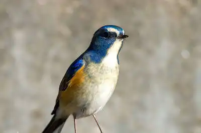 BORG71FLで撮影した野鳥・ルリビタキの写真画像