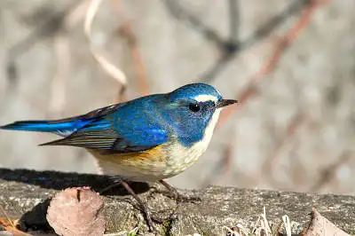 BORG71FLで撮影した野鳥・ルリビタキの写真画像