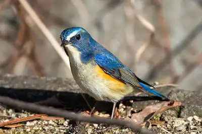BORG71FLで撮影した野鳥・ルリビタキの写真画像