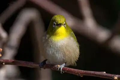 BORG71FLで撮影した野鳥・メジロの写真画像