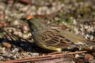 BORG71FLで撮影した野鳥・アオジの写真画像