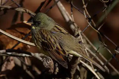 BORG71FLで撮影した野鳥・アオジの写真画像