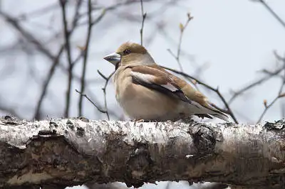 BORG71FLで撮影した野鳥・シメの写真画像