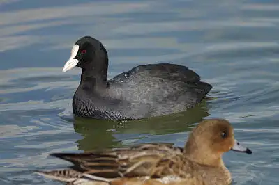 BORG71FLで撮影した野鳥・オオバンの写真画像