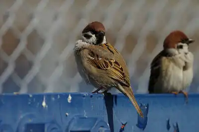 BORG71FLで撮影した野鳥・スズメの写真画像