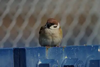 BORG71FLで撮影した野鳥・スズメの写真画像