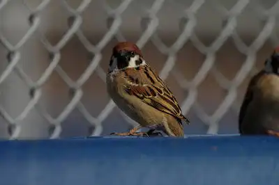 BORG71FLで撮影した野鳥・スズメの写真画像