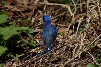 BORG71FLで撮影した野鳥・オオルリの写真画像