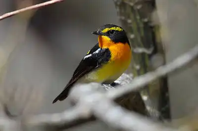 BORG71FLで撮影した野鳥・キビタキの写真画像