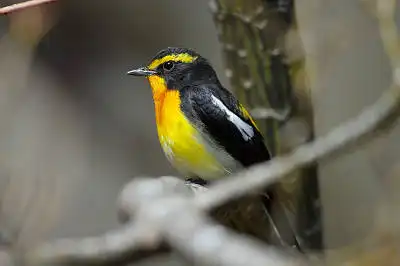 BORG71FLで撮影した野鳥・キビタキの写真画像