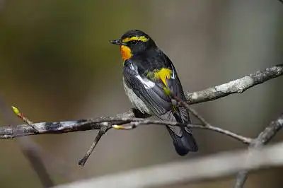BORG71FLで撮影した野鳥・キビタキの写真画像