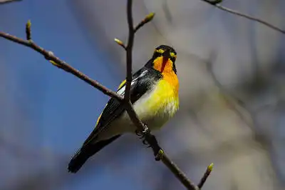 BORG71FLで撮影した野鳥・キビタキの写真画像