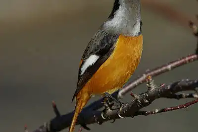 BORG71FLで撮影した野鳥・ジョウビタキの写真画像