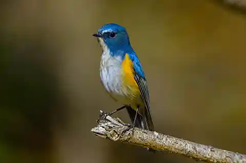 BORG71FLで撮影した野鳥・ルリビタキの写真画像