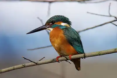 BORG71FLで撮影した野鳥・カワセミの写真画像