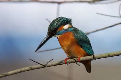 BORG71FLで撮影した野鳥・カワセミの写真画像