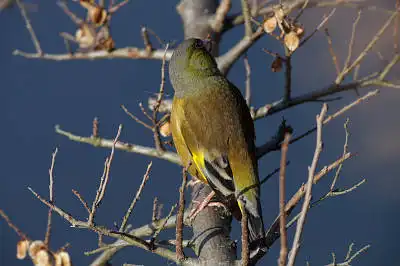 BORG71FLで撮影した野鳥・カワラヒワの写真画像