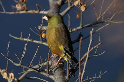 BORG71FLで撮影した野鳥・カワラヒワの写真画像
