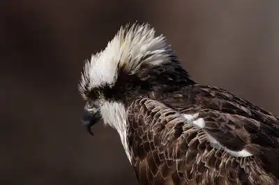 BORG71FLで撮影した野鳥・ミサゴの写真画像