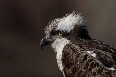 BORG71FLで撮影した野鳥・ミサゴの写真画像