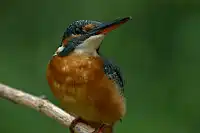 AFボーグ BORG71FLで撮影した野鳥・カワセミの写真画像