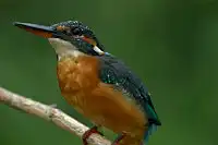 AFボーグ BORG71FLで撮影した野鳥・カワセミの写真画像