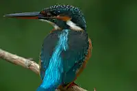 AFボーグ BORG71FLで撮影した野鳥・カワセミの写真画像