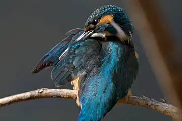 BORG71FLで撮影した野鳥・カワセミの写真画像