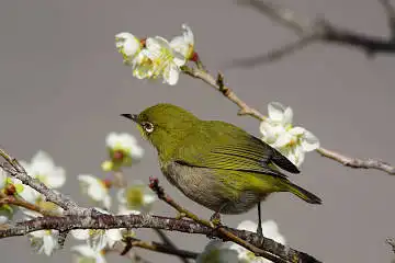 AFボーグ BORG71FLで撮影した野鳥・メジロの写真画像