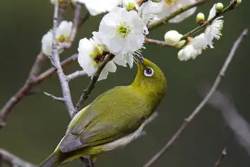AFボーグ BORG71FLで撮影した野鳥・メジロの写真画像