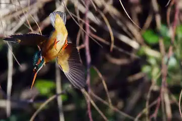 AFボーグ BORG71FLで撮影した野鳥・カワセミの写真画像