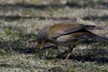 AFボーグ BORG71FLで撮影した野鳥・シロハラの写真画像