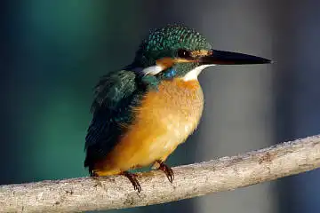 AFボーグ BORG71FLで撮影した野鳥・カワセミの写真画像